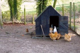 500px-Henhouse_near_Ganthorpe_-_geograph.org.uk_-_670026