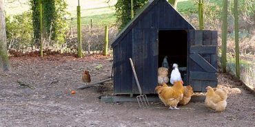 500px-Henhouse_near_Ganthorpe_-_geograph.org.uk_-_670026
