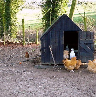 500px-Henhouse_near_Ganthorpe_-_geograph.org.uk_-_670026
