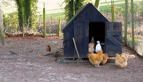 500px-Henhouse_near_Ganthorpe_-_geograph.org.uk_-_670026