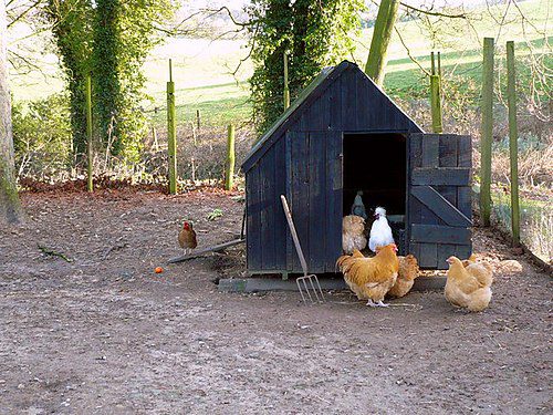 500px-Henhouse_near_Ganthorpe_-_geograph.org.uk_-_670026