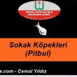 Cemal Yeni-12