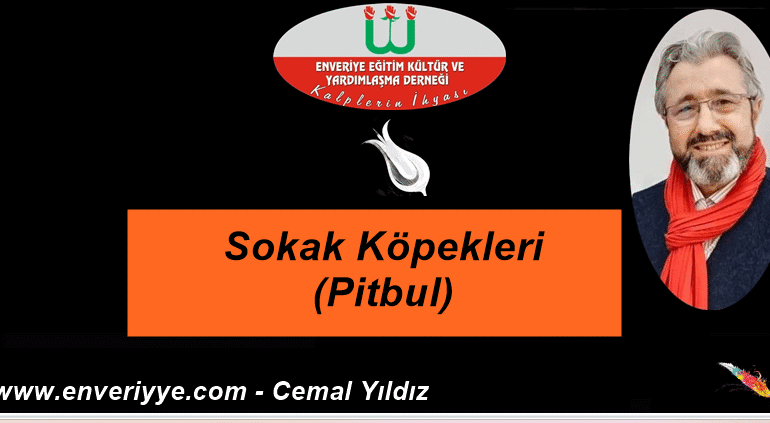 Cemal Yeni-12