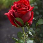 IMG-20251010-WA0026