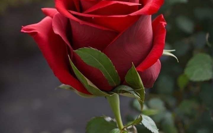 IMG-20251010-WA0026