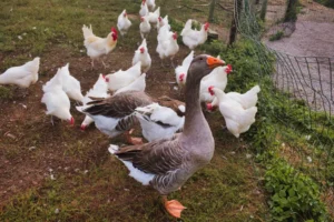 depositphotos_841491384-stock-photo-white-chickens-gray-domestic-geese