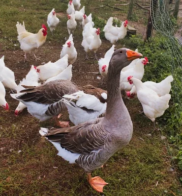 depositphotos_841491384-stock-photo-white-chickens-gray-domestic-geese