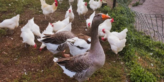 depositphotos_841491384-stock-photo-white-chickens-gray-domestic-geese