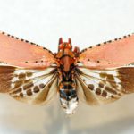 fener-böceği-kalidasa-aphaenini-kabilesinde-bir-böcek-cinsine-ait-bir-böcek-cinsimidir