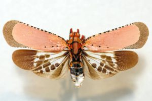 fener-böceği-kalidasa-aphaenini-kabilesinde-bir-böcek-cinsine-ait-bir-böcek-cinsimidir