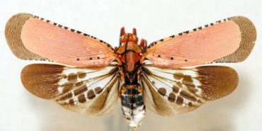 fener-böceği-kalidasa-aphaenini-kabilesinde-bir-böcek-cinsine-ait-bir-böcek-cinsimidir