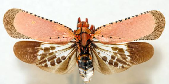 fener-böceği-kalidasa-aphaenini-kabilesinde-bir-böcek-cinsine-ait-bir-böcek-cinsimidir