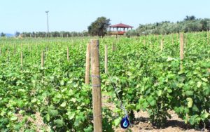 semitas_web_fotolar_0000s_0001_Layer-68