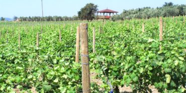 semitas_web_fotolar_0000s_0001_Layer-68