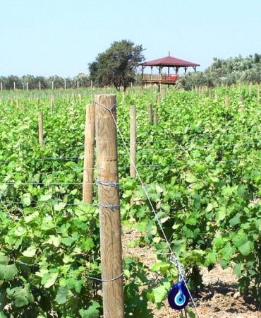 semitas_web_fotolar_0000s_0001_Layer-68