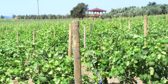 semitas_web_fotolar_0000s_0001_Layer-68