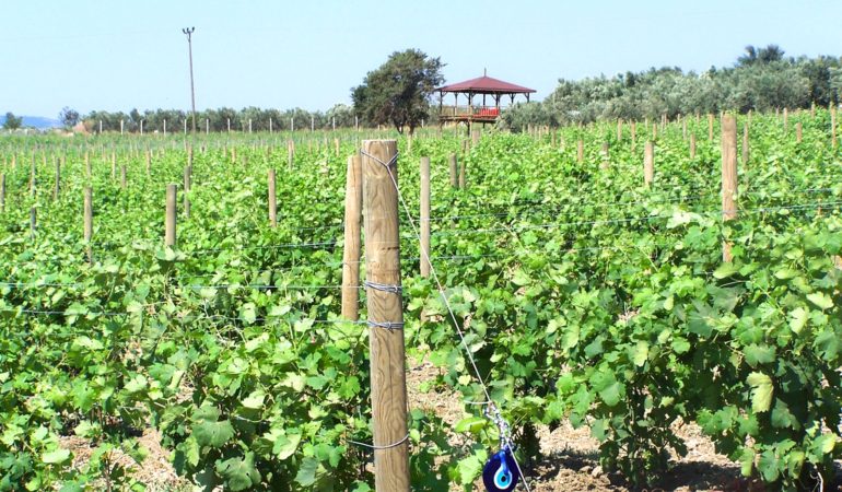 semitas_web_fotolar_0000s_0001_Layer-68